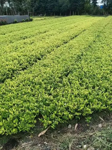 天津城市道路两侧绿化工程