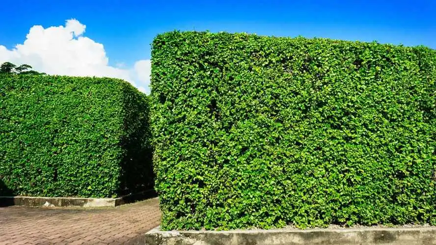 建瓯绿化苗木市场分析