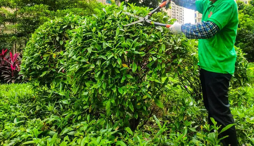 徐州承接绿化工程项目